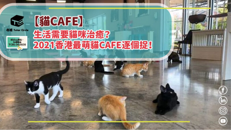 Read more about the article 【貓CAFE】生活需要貓咪治癒？2021香港最萌貓CAFE逐個捉！